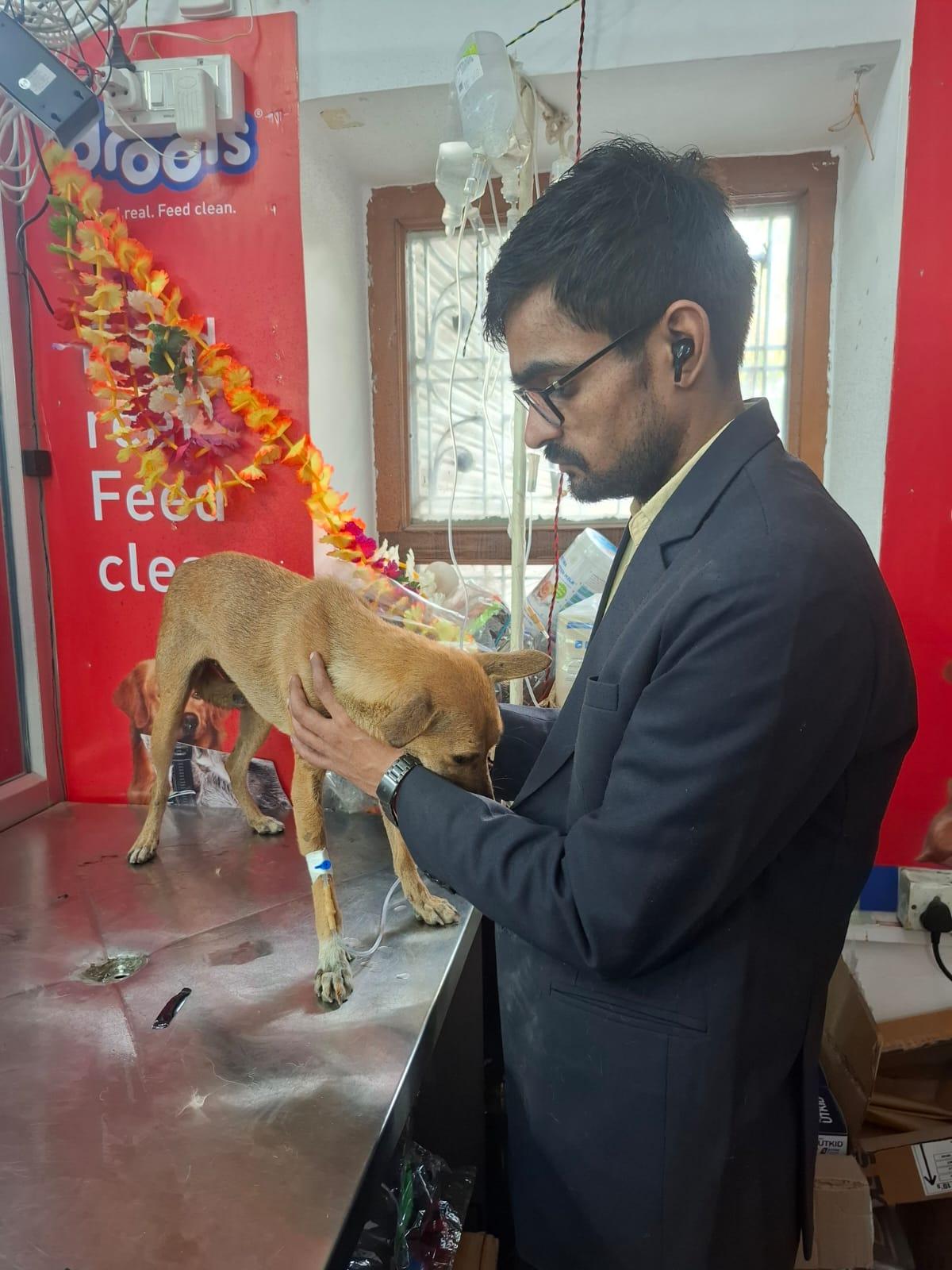 Emergency IV Saline Resuscitation for Collapsed Stray Dog